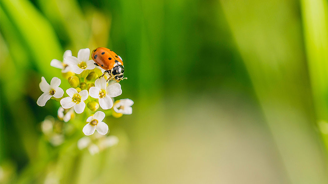 Biodiversité