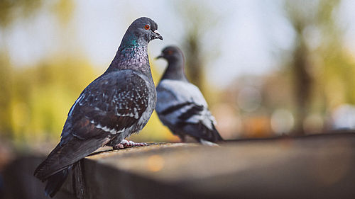 Les pics anti-pigeons : Des solutions pour lutter contre l