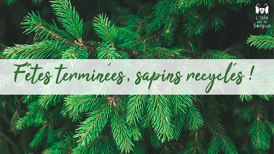 Fêtes terminées, sapins recyclés