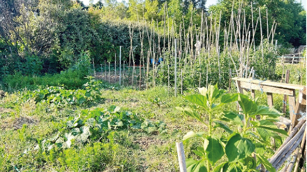 Jardins familiaux